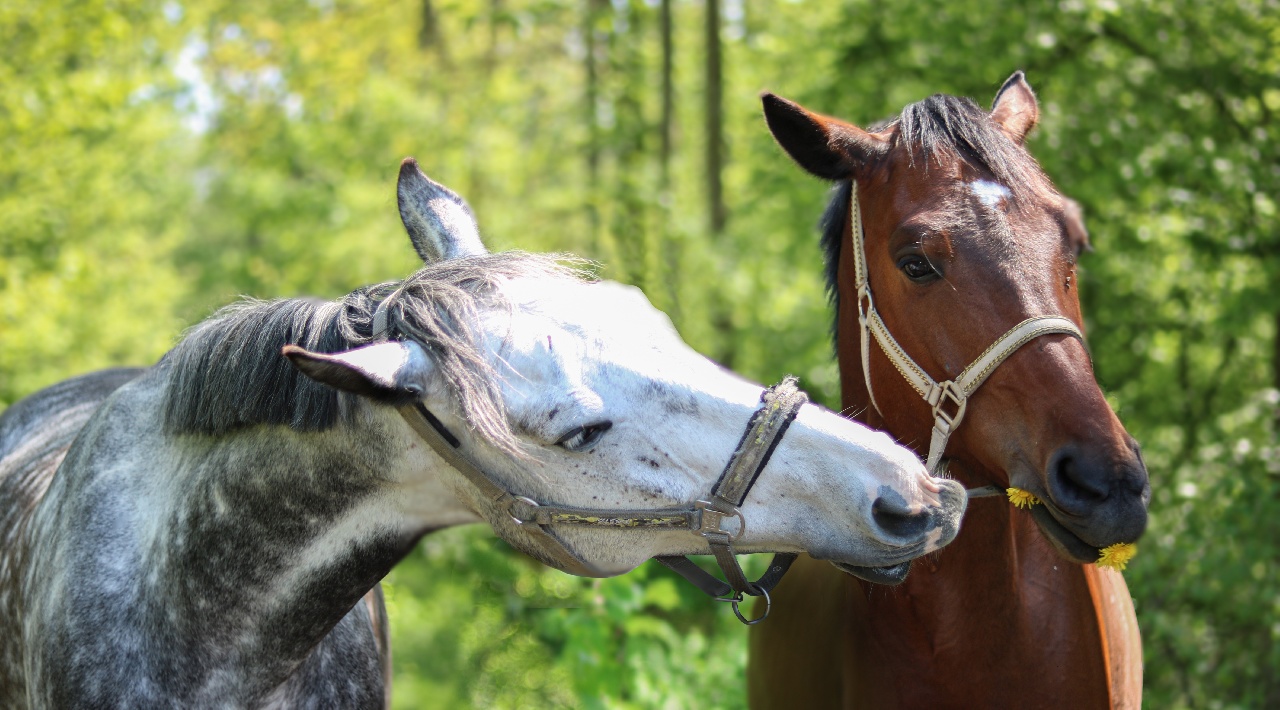 Portal Related Image