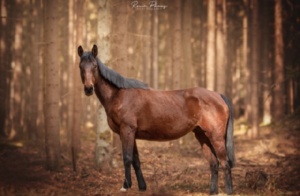 Termine / Kurse / Veranstaltungen - Horsetrekking: Wandern mit dem Pferd