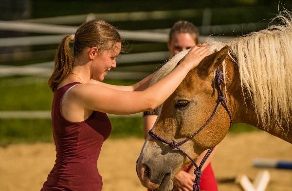 Termine / Kurse / Veranstaltungen - Onlinekurs Pferdemassage