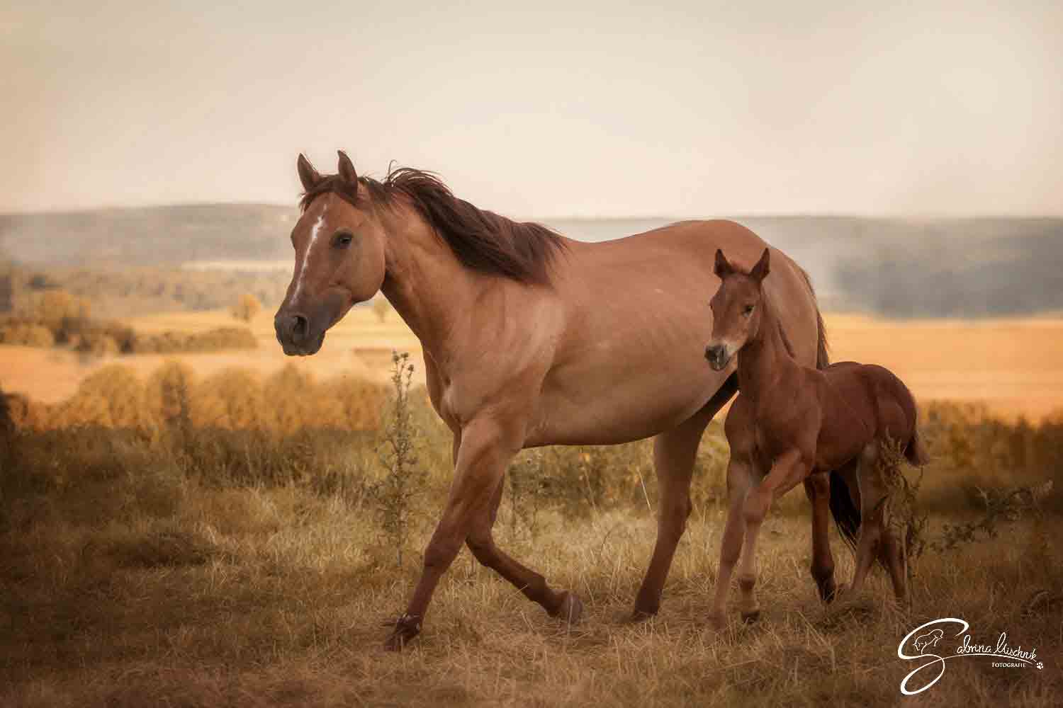 Portal Related Image