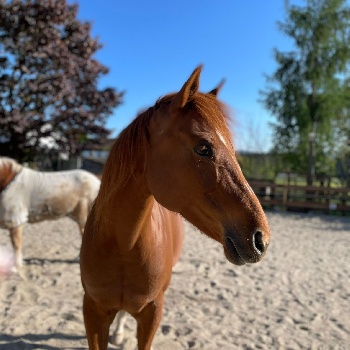 Portal Related Image