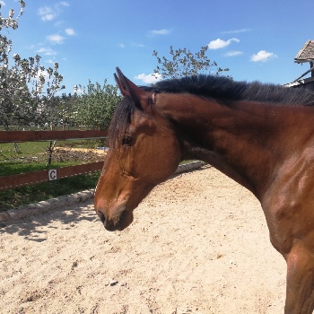 Portal Related Image