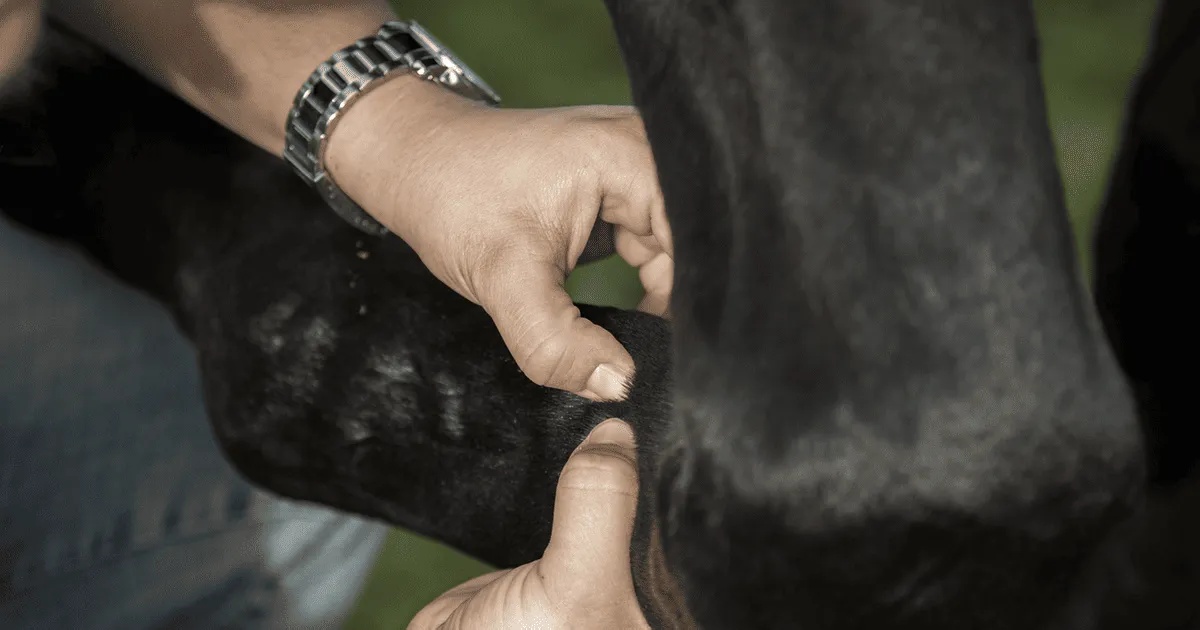 Portal Related Image