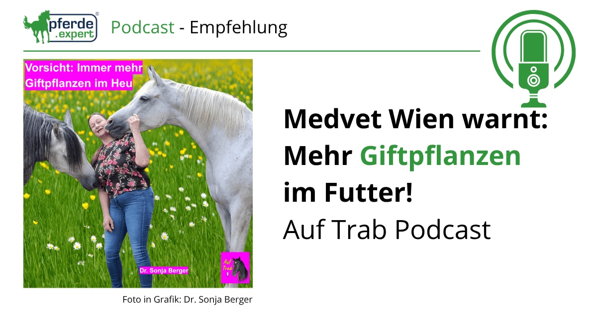 Portal Related Image